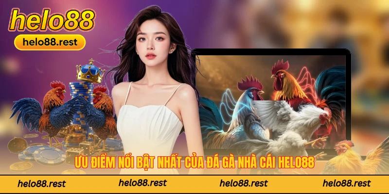 Ưu điểm nổi bật nhất của đá gà nhà cái Helo88